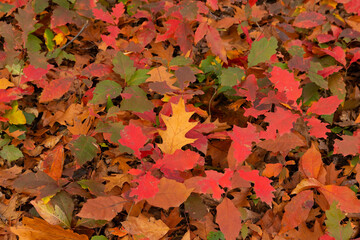 Northern red oak leaves. Autumn ecological carpet. Selective focus.