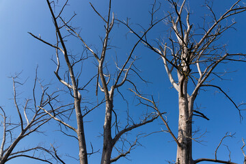 Dry branches of a tree against a bright sky. A branch of an old withered tree against the sky. Large tree branches that look mysterious.