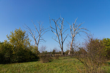 Dry branches of a tree against a bright sky. A branch of an old withered tree against the sky. Large tree branches that look mysterious.