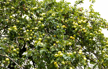 Juicy green apples on tree branches in an orchard. Selective focus