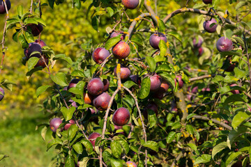 Ripe and juicy red apples are suspended from a tree. Selective focus