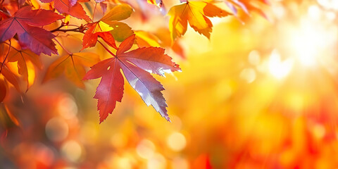 Naklejka na ściany i meble Season of beautiful autumn leaves