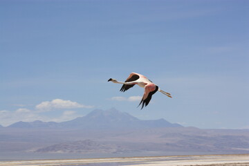 Flamingo; flamenco