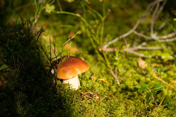 Edible, wild, autumn forest mushroom, Boletus, Boletus edulis growing in the forest. Selective focus.