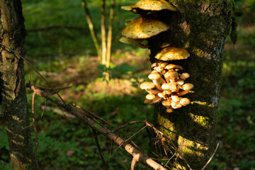 Edible, wild, autumn forest mushrooms, Armillaria mellea, growing on an old tree in the forest. Selective focus.