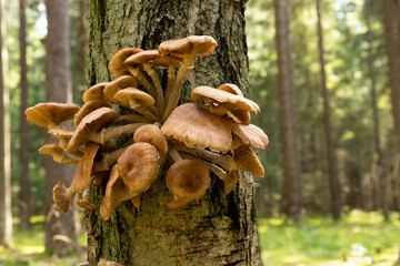 Edible, wild, autumn forest mushrooms, Armillaria mellea, growing on an old tree in the forest....