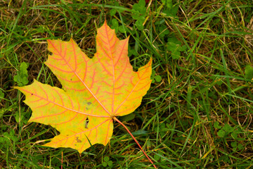 Naklejka na ściany i meble Autumn natural background. Yellow maple leaf on green grass. Autumn loneliness.