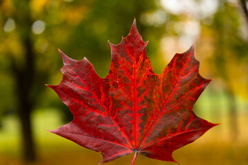 autumn red maple leaf on green grass