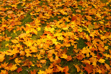 Autumn. Multicolored maple leaves lie on the grass.