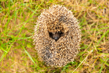 Curled up little hedgehog on the green grass.