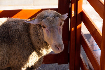 Gray sheep in a wooden corral close-up.