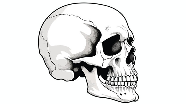 Skull profile Gray skulls picture on white background