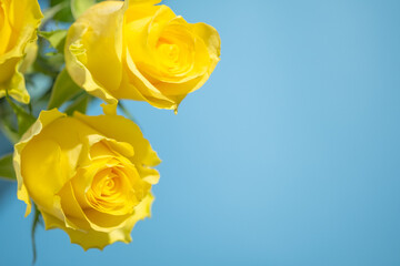 黄色い薔薇と水色背景のフリースペース