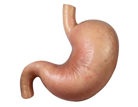 Realistic Illustration of Human Stomach