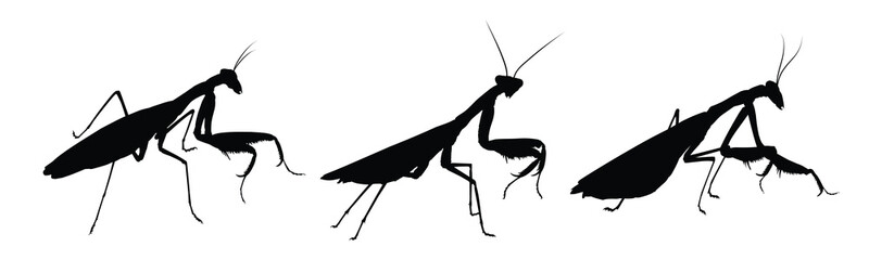 Set of silhouettes of big mantises.
- 763050363