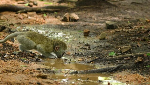 A vervet monkey is captured delicately sipping water from a small, sun-dappled puddle in the tranquility of a lush forest. The surrounding trees and gentle sounds of nature provide a peaceful backdrop