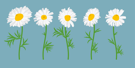 Chamomile flower background.Eps 10 vector.