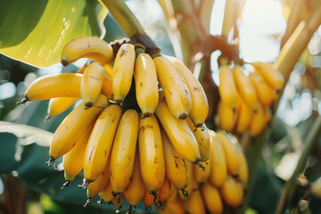 Ripe bananas on tree