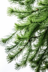 Detailed view of a pine tree branch, perfect for nature backgrounds
