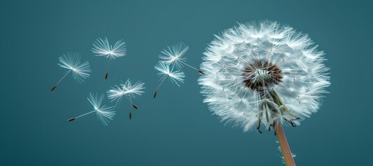 Dandelion seed floating away in the wind with space for text placement   nature concept background
