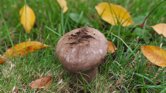 Spores come out of a puffball mushroom that bursts upon impact with water droplets