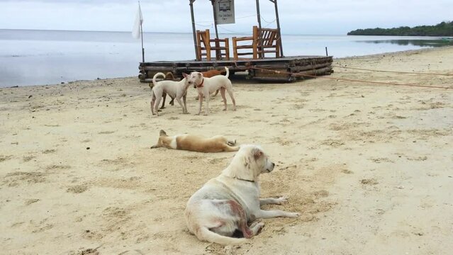 The dog comes running and is greeted by the others in the dog pack. There is a wooden raft on land in the background. The dog pack at Solangon Beach in Siquijor Isand.