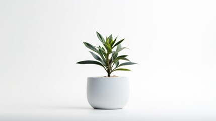 Indoor plant in a modern setting, perfect for home decor projects