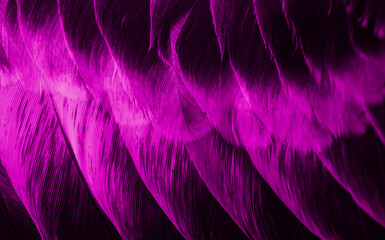 violet feather pigeon macro photo. texture or background