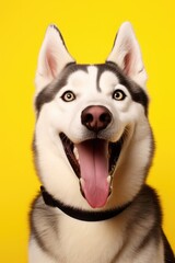 Close up of a dog with its mouth open, suitable for pet related designs