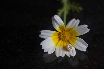 A flower from the daisy family, with white and yellow petals, with a snail perched on it. This herbaceous plant is an annual plant, perfect for macro and still life photography - 763061954