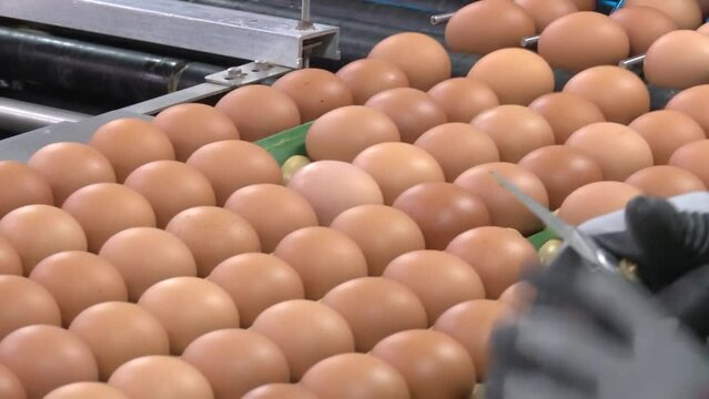계란을 선별하고 포장 작업하는 공장의 기계들