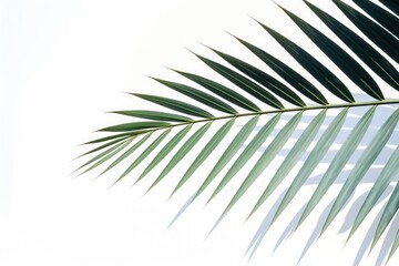 Close up of a palm leaf on a white background. Suitable for nature and tropical themed designs