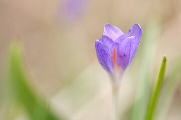 Single crocus flower delicately depicted in soft warm light. Spring flowers