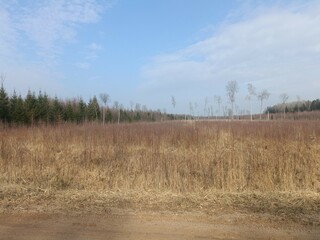 Forest in Siauliai county during cloudy early spring day. Oak and birch tree woodland. Cloudy day with white clouds in sky. Bushes are growing in woods. Nature. Miskas.