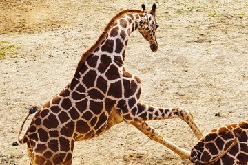 Obraz premium 走るキリンの横姿