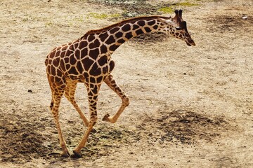 走るキリンの横姿