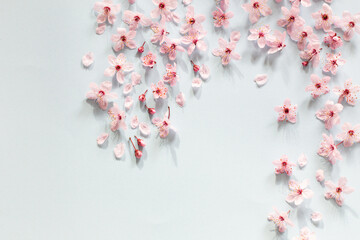 pink cherry flowers on blue  background