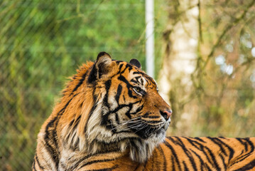 Profile of a recumbent tiger looking into the distance.