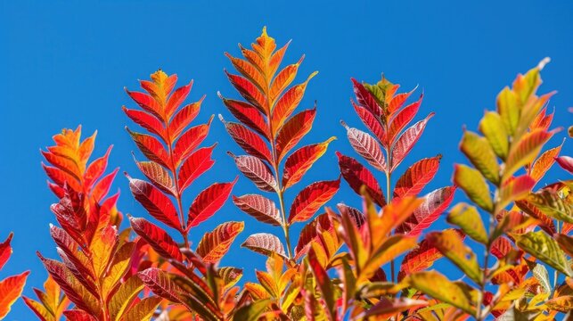Autumn red and yellow colors of the Rhus typhina, Staghorn sumac, Anacardiaceae, leaves of sumac on sky.