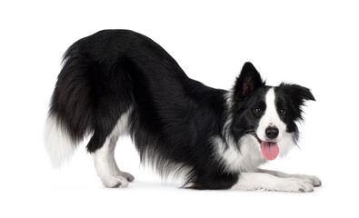 Beautiful black and white border collie standing side ways i yoga pose, looking to camera with...
