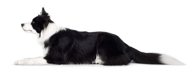 Beautiful black and white border collie laying down side ways, looking ahead showing profil, isolated on a white background