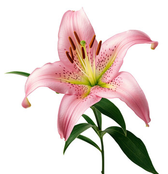 lily flower isolated on transparent background