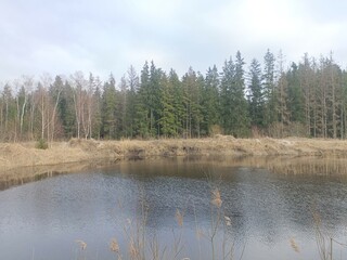 Small pond in forest in Siauliai county during cloudy early spring day. Oak and birch tree woodland. cloudy day with white clouds in blue sky. Bushes are growing in woods. Nature. Miskas.	 - obrazy, fototapety, plakaty