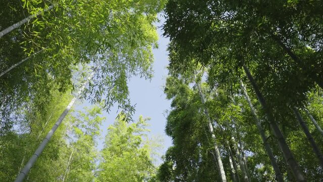 bamboo swaying in the wind, blue sky background