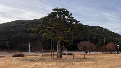 충청북도 보은군 속리산면 속리산으로 들어가는 길 가운데에 서 있는 소나무