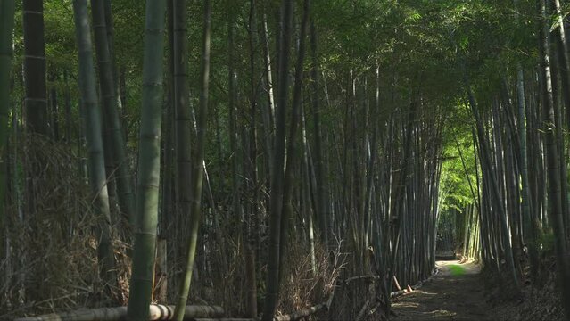 lush bamboo forest in springtime