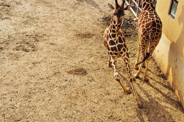 走るキリンの正面