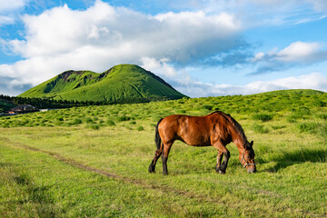 熊本県　阿蘇草千里ヶ浜の放牧馬