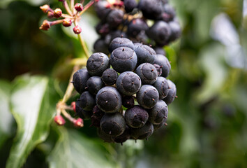 Fruits du lierre