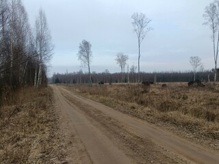 Road in forest in Siauliai county during cloudy early spring day. Oak and birch tree woodland. cloudy day with white clouds in blue sky. Bushes are growing in woods. Sandy road. Nature. Miskas.	 - obrazy, fototapety, plakaty